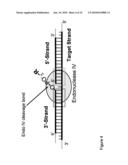 USE OF PRODUCTS OF PCR AMPLIFICATION CARRYING ELEMENTS OF SECONDARY STRUCTURE TO IMPROVE PCR-BASED NUCLEIC ACID DETECTION diagram and image