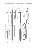 USE OF PRODUCTS OF PCR AMPLIFICATION CARRYING ELEMENTS OF SECONDARY STRUCTURE TO IMPROVE PCR-BASED NUCLEIC ACID DETECTION diagram and image