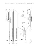 USE OF PRODUCTS OF PCR AMPLIFICATION CARRYING ELEMENTS OF SECONDARY STRUCTURE TO IMPROVE PCR-BASED NUCLEIC ACID DETECTION diagram and image