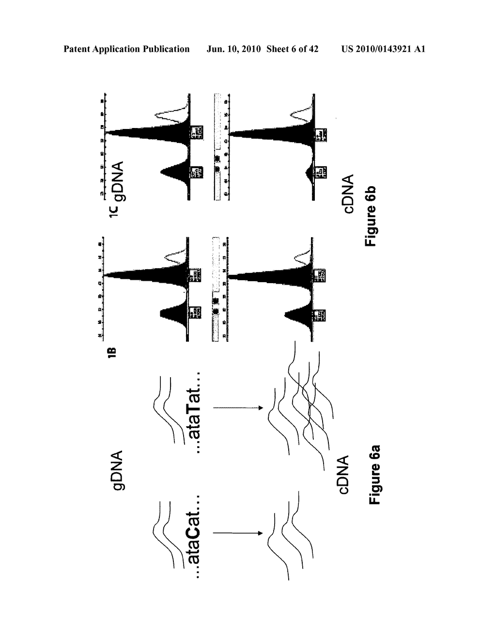 Polymorphisms in Genes Affecting Dopamine Transporter Disorders and Uses Thereof - diagram, schematic, and image 07