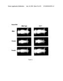 Modified animal lacking functional PYY gene, monoclonal antibodies that bind PYY isoforms and uses therefor diagram and image