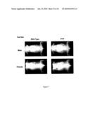 Modified animal lacking functional PYY gene, monoclonal antibodies that bind PYY isoforms and uses therefor diagram and image