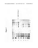 EXPRESSION OF SOLUBLE, ACTIVE EUKARYOTIC GLYCOSYLTRANSFERASES IN PROKARYOTIC ORGANISMS diagram and image