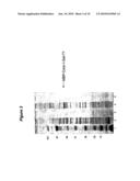 EXPRESSION OF SOLUBLE, ACTIVE EUKARYOTIC GLYCOSYLTRANSFERASES IN PROKARYOTIC ORGANISMS diagram and image