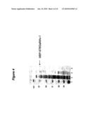 EXPRESSION OF SOLUBLE, ACTIVE EUKARYOTIC GLYCOSYLTRANSFERASES IN PROKARYOTIC ORGANISMS diagram and image