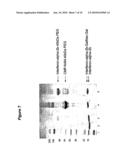 EXPRESSION OF SOLUBLE, ACTIVE EUKARYOTIC GLYCOSYLTRANSFERASES IN PROKARYOTIC ORGANISMS diagram and image