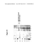 EXPRESSION OF SOLUBLE, ACTIVE EUKARYOTIC GLYCOSYLTRANSFERASES IN PROKARYOTIC ORGANISMS diagram and image