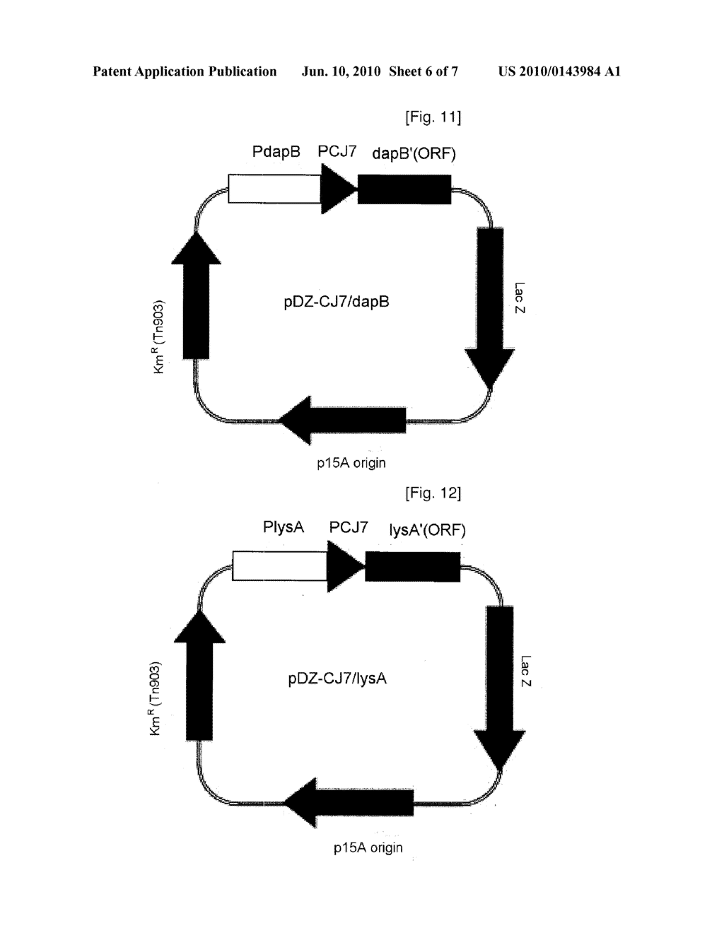 CORYNEBACTERIA HAVING ENHANCED L-LYSINE PRODUCTIVITY AND A METHOD OF PRODUCING L-LYSINE USING THE SAME - diagram, schematic, and image 07