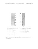 R-HNL RANDOM VARIANTS AND THEIR USE FOR PREPARING OPTICALLY PURE, STERICALLY HINDERED CYANOHYDRINS diagram and image