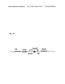 THERMOANAEROBACTER MATHRANII STRAIN BG1 diagram and image