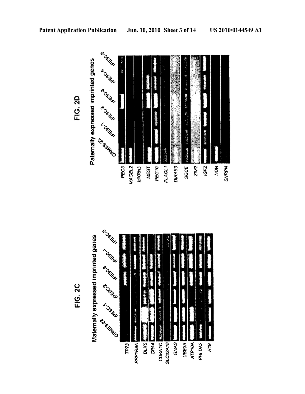 PARTHENOTE-DERIVED STEM CELLS AND METHODS OF MAKING AND USING THEM - diagram, schematic, and image 04