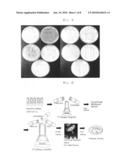 Antimicrobial Protein Specific to Staphylococcus Aureus diagram and image