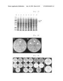 Antimicrobial Protein Specific to Staphylococcus Aureus diagram and image