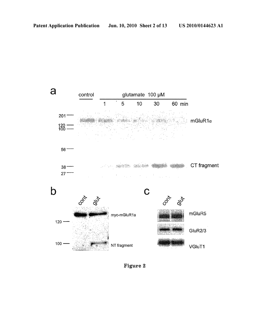 C-Terminal Domain Truncation of mGluR1a By Calpain and Uses Thereof - diagram, schematic, and image 03