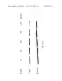 Pharmaceutical composition for inhibiting topoisomerase I and method for exploiting drug diagram and image