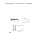 Regulation of protein synthesis diagram and image