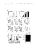 Use of Inhibitors of the Degradation of P27, in Particular Argyrin and Derivatives Thereof, for the Treatment of Proliferative Diseases diagram and image