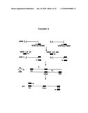 Methods for Modulating the Efficacy of Nucleic Acid Based Therapies diagram and image