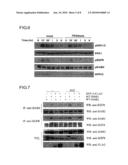 METHOD FOR INHIBITING SIGNALING MEDIATED BY ErbB2, SIGNALING INHIBITOR TO BE USED THEREFOR AND USE THEREOF diagram and image