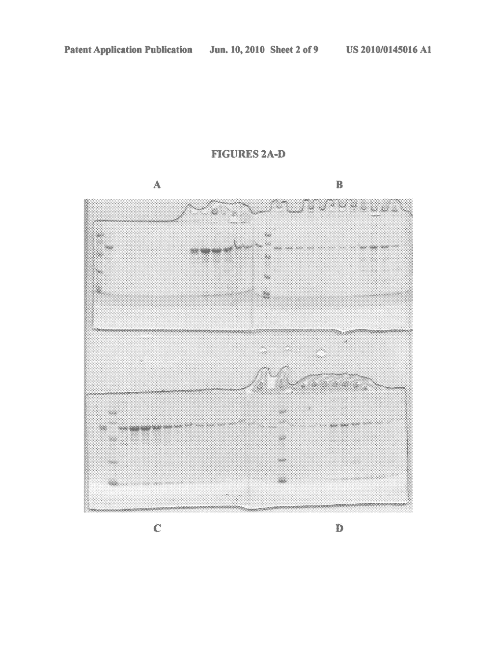 COMPOSITIONS AND METHODS FOR PURIFYING CALRETICULIN - diagram, schematic, and image 03