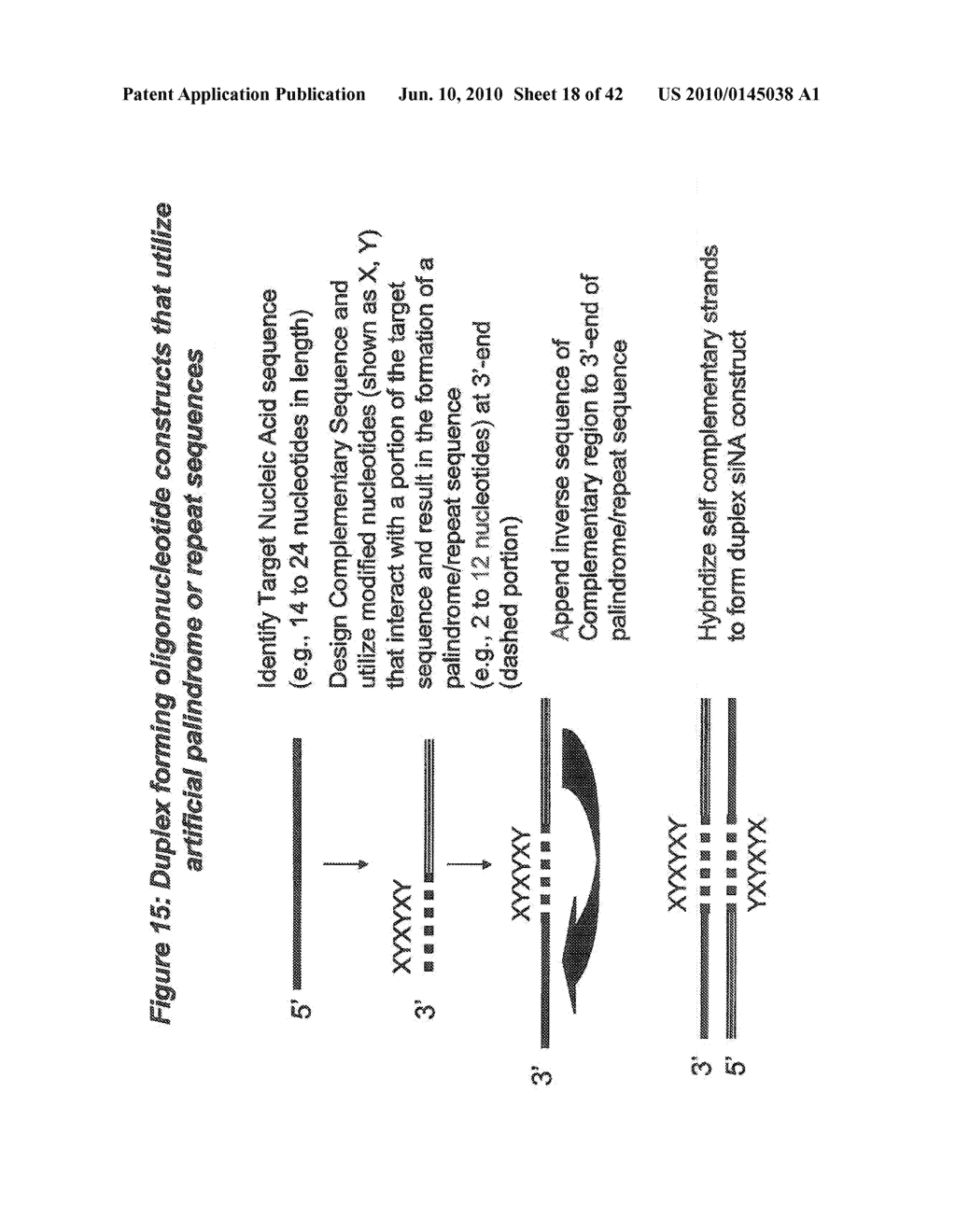 RNA INTERFERENCE MEDIATED INHIBITION OF GENE EXPRESSION USING SHORT INTERFERING NUCLEIC ACID (siNA) - diagram, schematic, and image 19