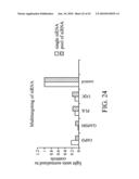 siRNA targeting nucleoporin 62kDa (Nup62) diagram and image