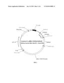 RECOMBINANT CONSTRUCTS AND TRANSGENIC FLUORESCENT ORNAMENTAL FISH THEREFROM diagram and image