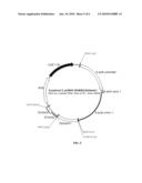 RECOMBINANT CONSTRUCTS AND TRANSGENIC FLUORESCENT ORNAMENTAL FISH THEREFROM diagram and image