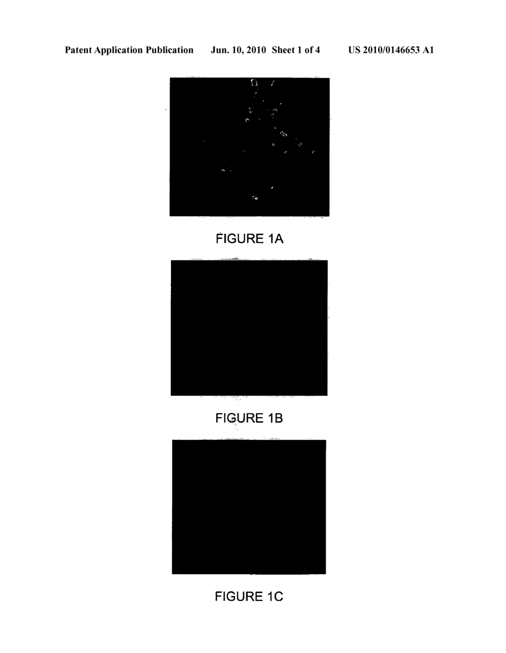 MACROPHAGE CELL-LINES FOR PROPAGATION OF PORCINE REPRODUCTIVE AND RESPIRATORY SYNDROME VIRUS - diagram, schematic, and image 02