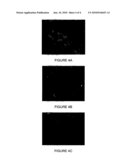 MACROPHAGE CELL-LINES FOR PROPAGATION OF PORCINE REPRODUCTIVE AND RESPIRATORY SYNDROME VIRUS diagram and image