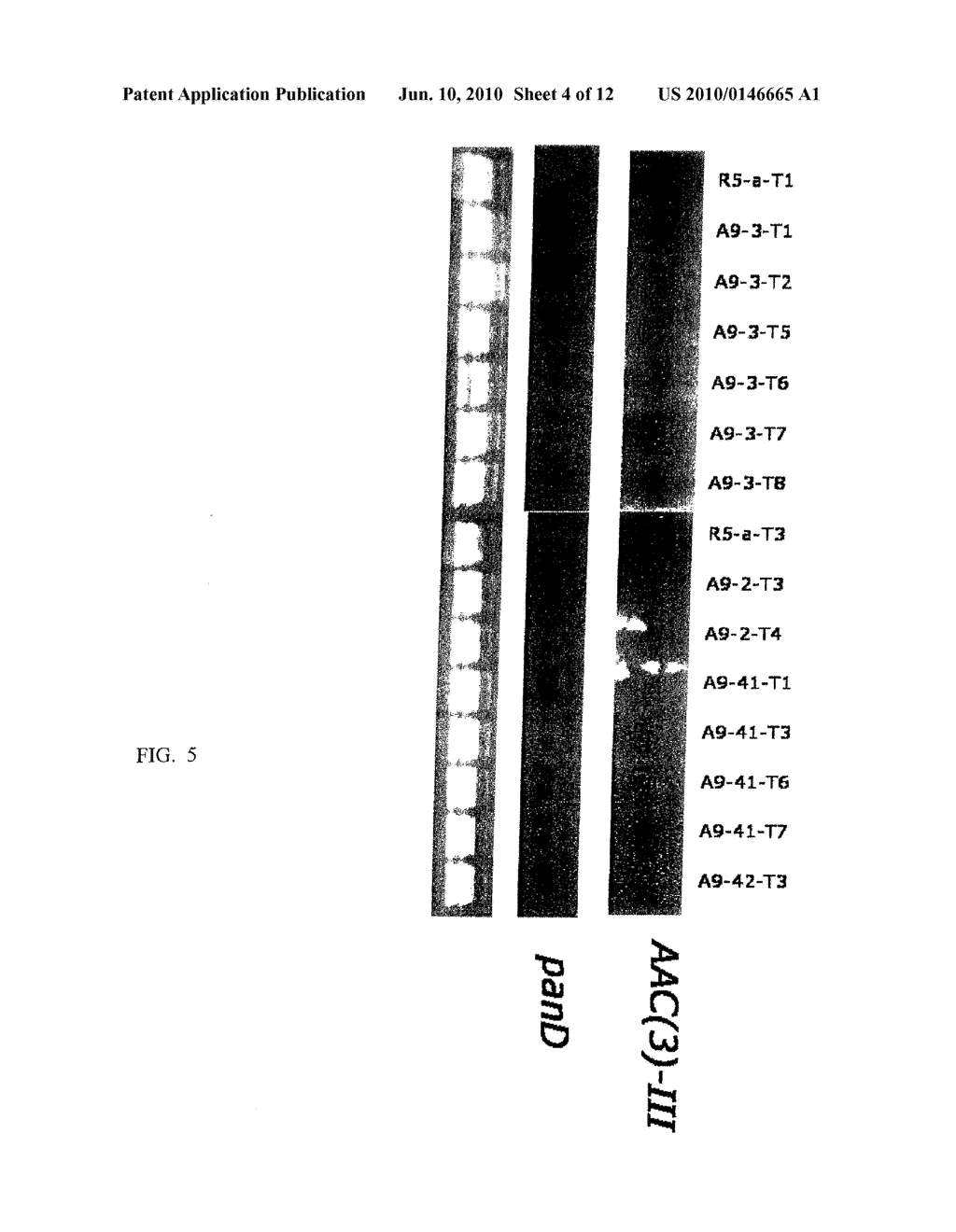 Increased Stress Tolerance and Enhanced Yield in Plants - diagram, schematic, and image 05