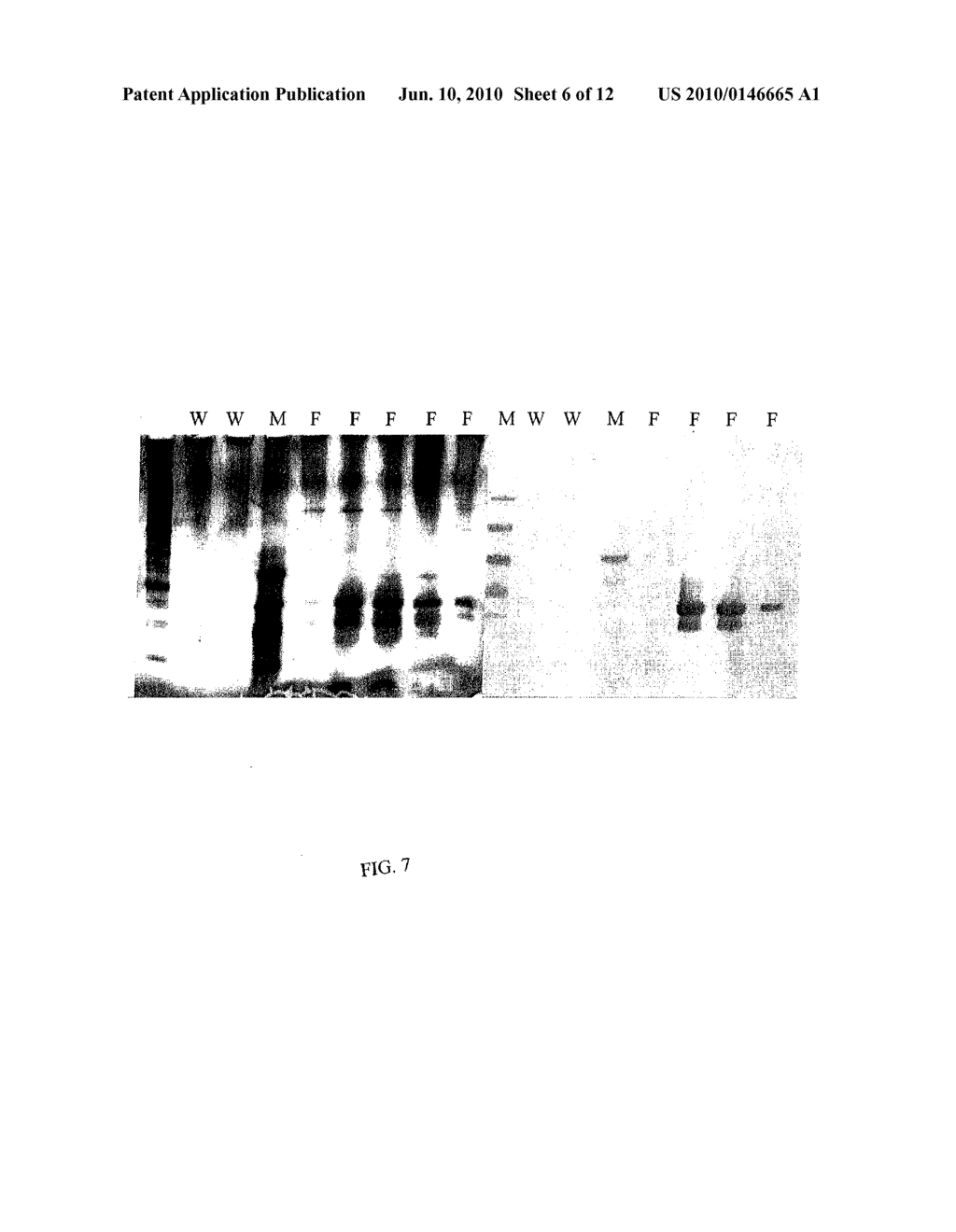 Increased Stress Tolerance and Enhanced Yield in Plants - diagram, schematic, and image 07