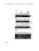 Increased Stress Tolerance and Enhanced Yield in Plants diagram and image