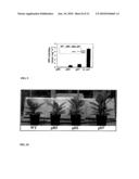 Increased Stress Tolerance and Enhanced Yield in Plants diagram and image