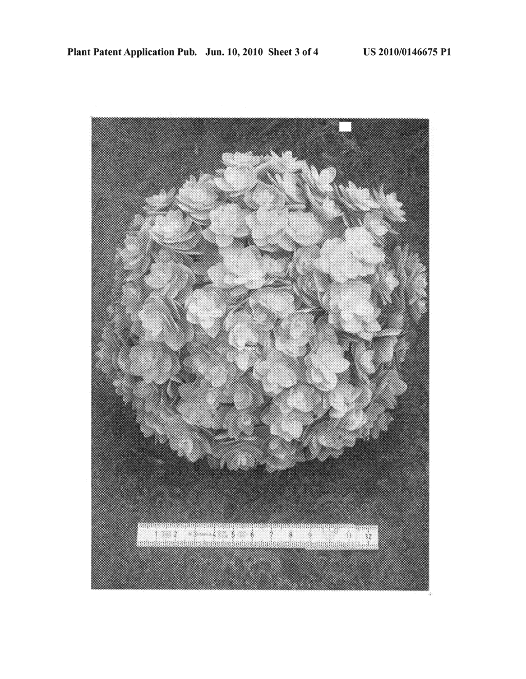 Hydrangea plant 'HYDthree' - diagram, schematic, and image 06