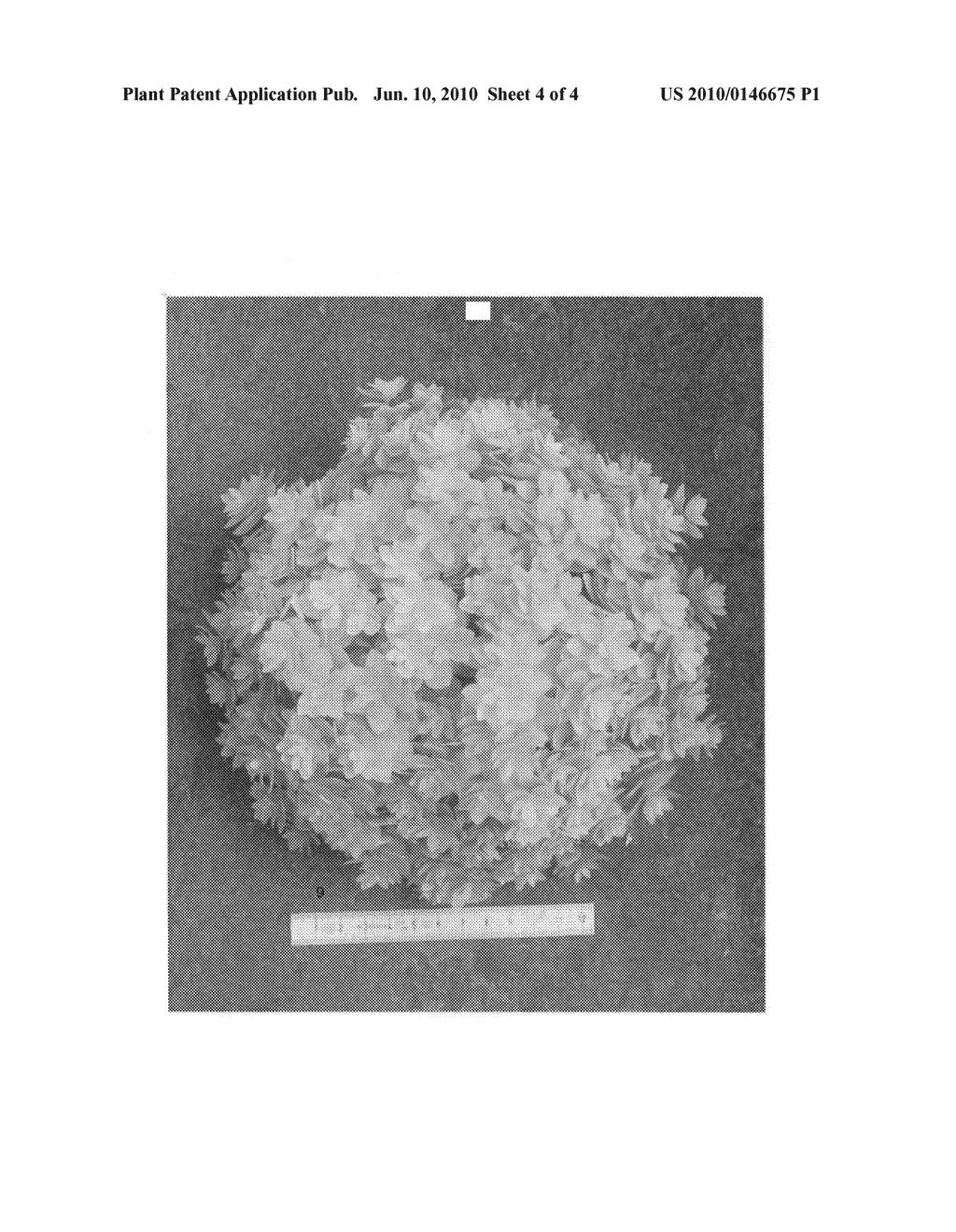 Hydrangea plant 'HYDthree' - diagram, schematic, and image 07