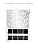 FAST ELECTRON PARAMAGNETIC RESONANCE IMAGING (EPRI) USING CW EPR SPECTROMETER WITH SINUSOIDAL RAPID-SCAN AND DIGITAL SIGNAL PROCESSING diagram and image