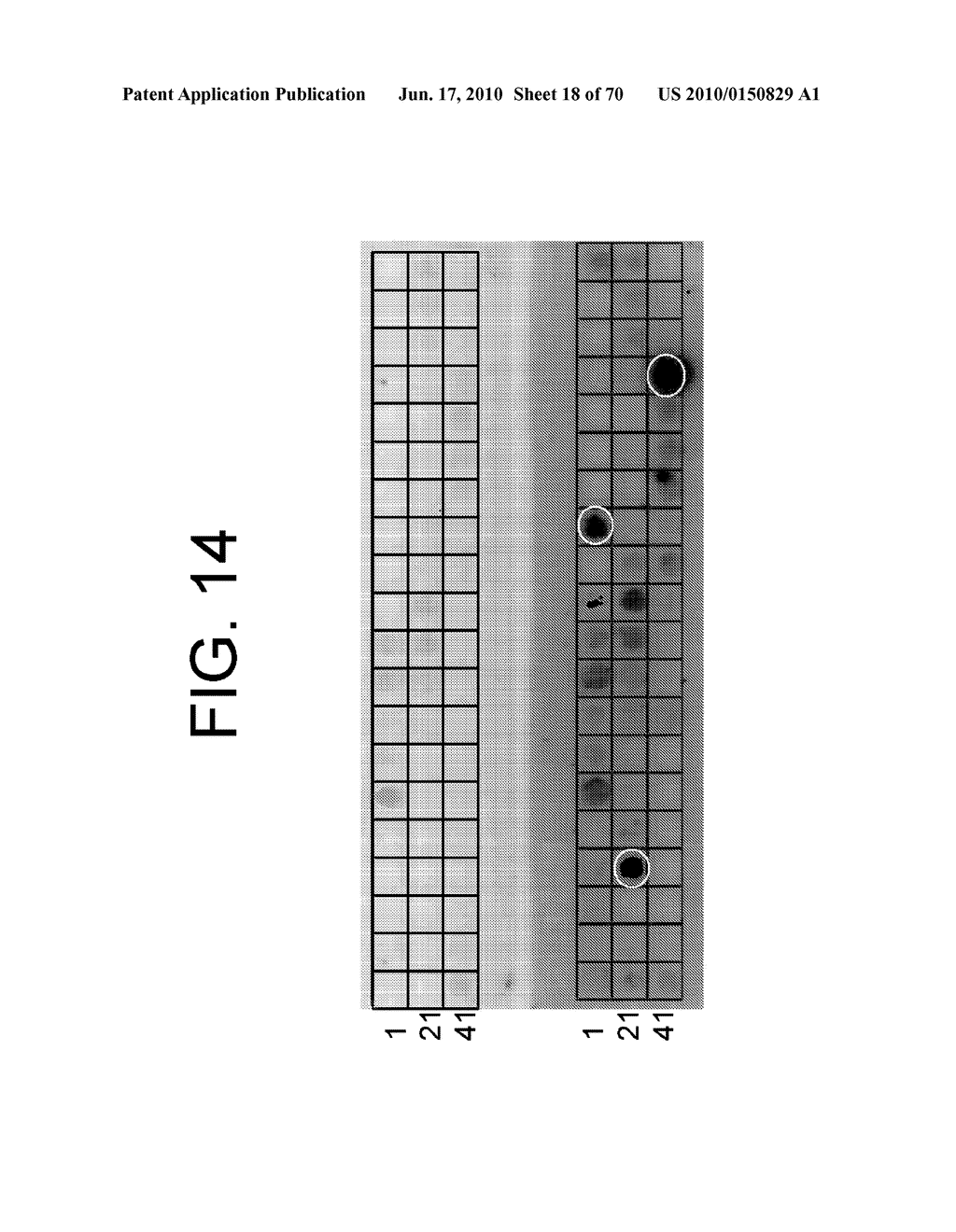 Antibodies to IL-6 and use thereof - diagram, schematic, and image 19