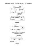 Genetically-modified strain of yeast with an increased production and output of s-adenosylmethionine (sam) diagram and image