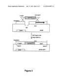 Genetically-modified strain of yeast with an increased production and output of s-adenosylmethionine (sam) diagram and image