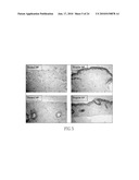 DERMAL MICRO-ORGANS, METHODS AND APPARATUSES FOR PRODUCING AND USING THE SAME diagram and image