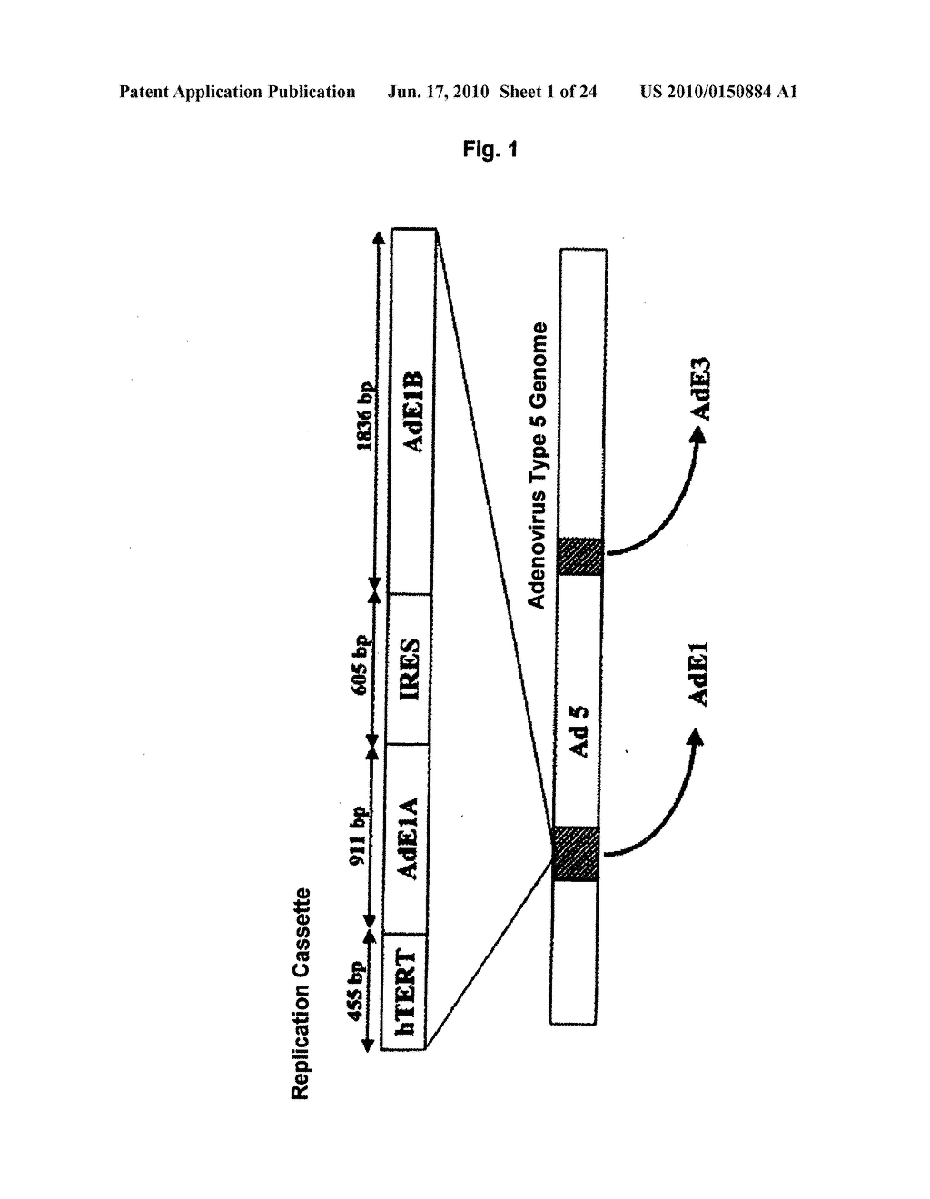 Anticancer Agent to Be Combined with Telomelysin - diagram, schematic, and image 02