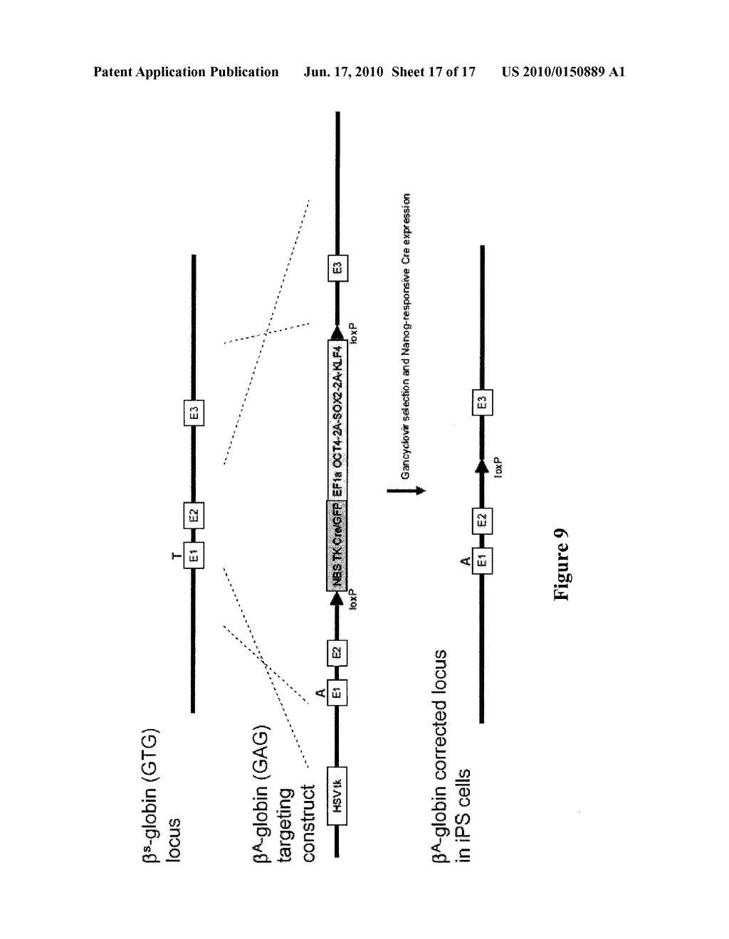 Polycistronic Vector For Human Induced Pluripotent Stem Cell Production - diagram, schematic, and image 18