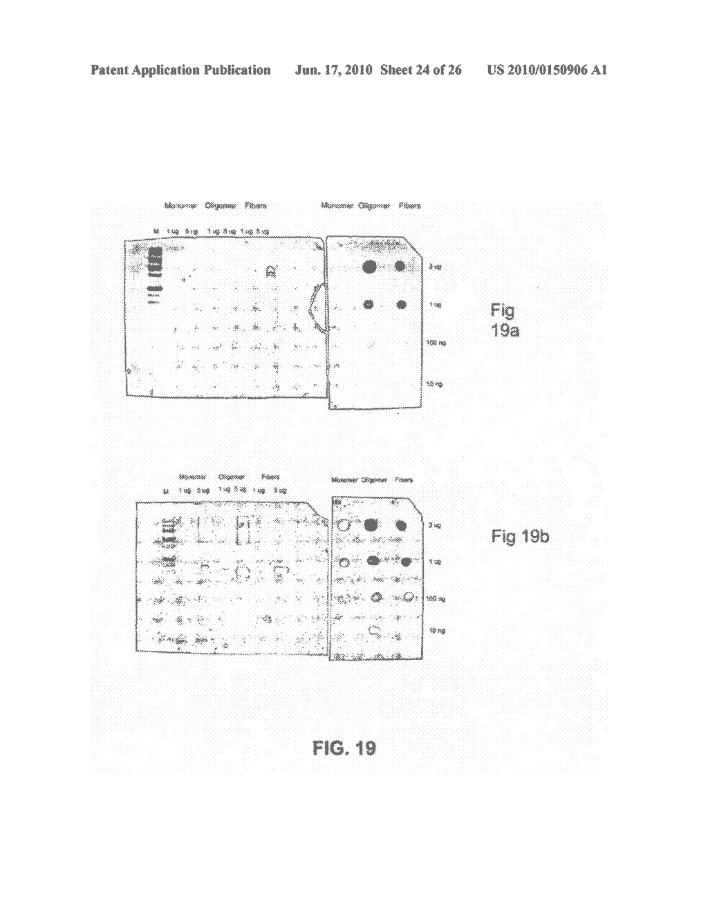 ANTIBODIES - diagram, schematic, and image 25