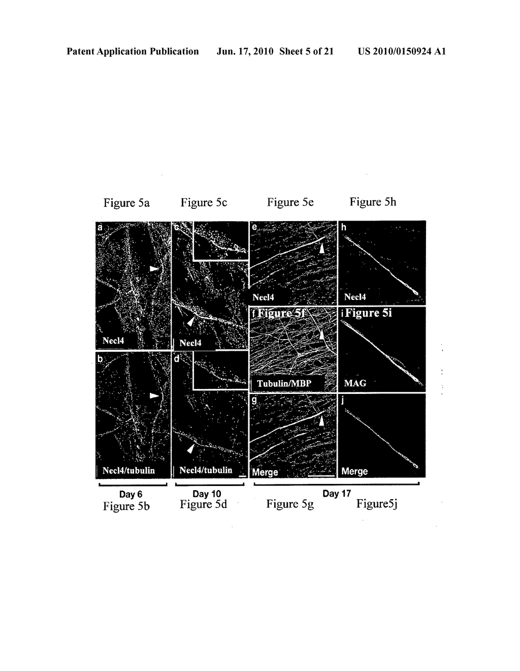 REGULATION OF MYELINATION BY NECTIN-LIKE (NECL) MOLECULES - diagram, schematic, and image 06