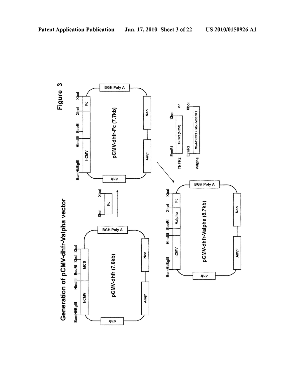 FUSION PROTEIN CAPABLE OF BINDING VEGF-A AND TNF-ALPHA - diagram, schematic, and image 04