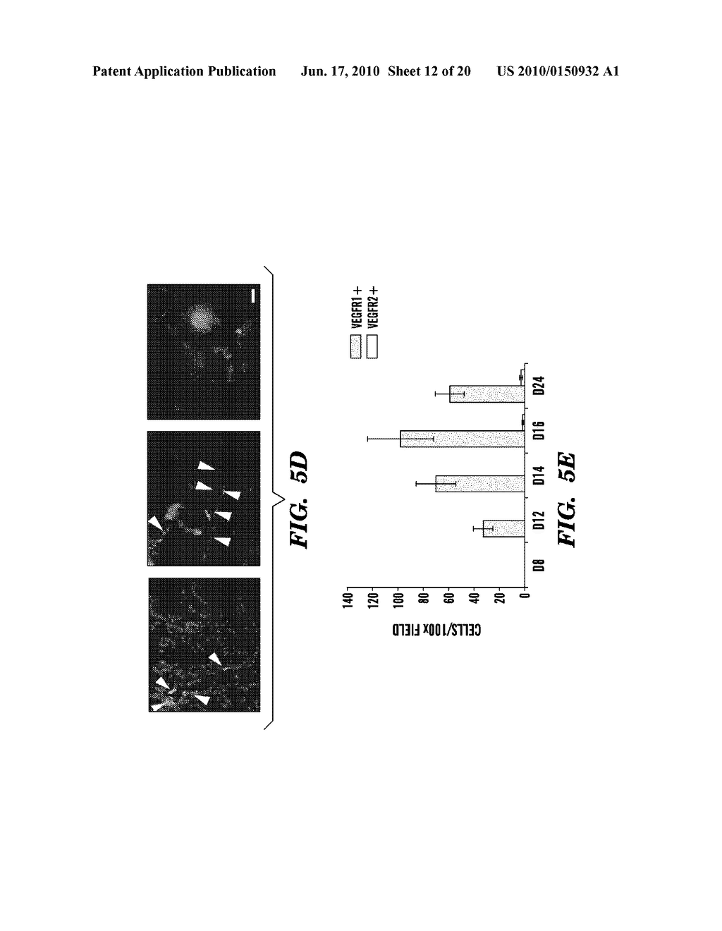 USE OF VASCULAR ENDOTHELIAL GROWTH FACTOR RECEPTOR 1+ CELLS IN TREATING AND MONITORING CANCER AND IN SCREENING FOR CHEMOTHERAPEUTICS - diagram, schematic, and image 13