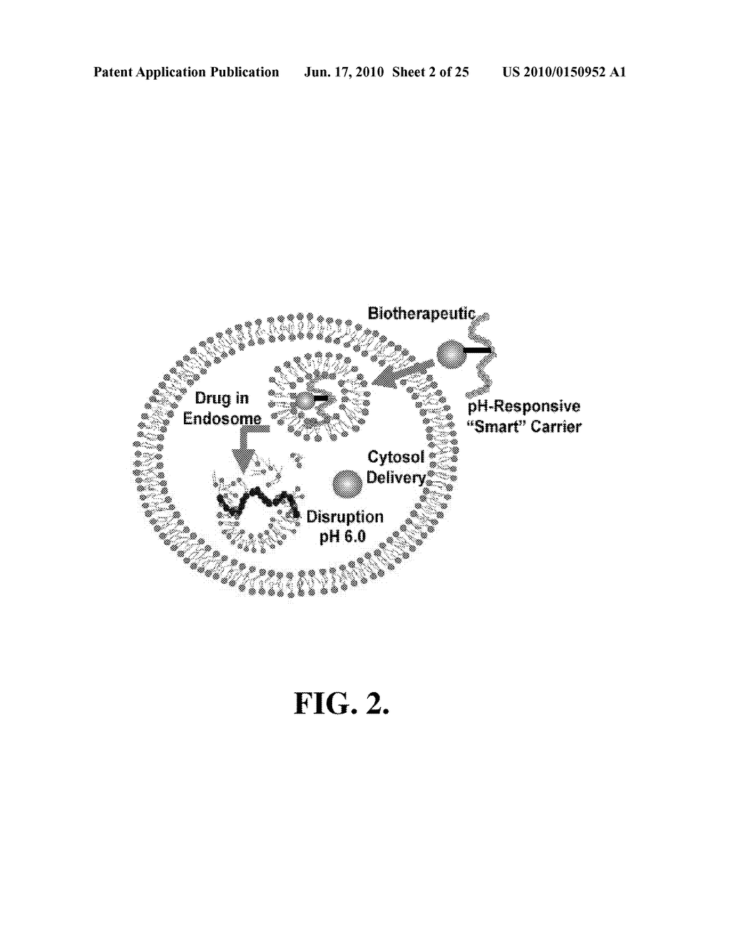 pH-RESPONSIVE POLYMER CARRIER COMPOSITIONS FOR CYTOSOLIC PROTEIN DELIVERY - diagram, schematic, and image 03