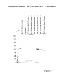 VIRUS LIKE PARTICLE PURIFICATION diagram and image