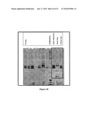 VIRUS LIKE PARTICLE PURIFICATION diagram and image